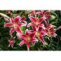 Bonsai Unique Daylilies Hemerocallis Fulva Day Lily Flower Mixed Color 50 PCS Seeds