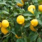 Bonsai Yellow Green Lemon Tree 30 PCS Seeds