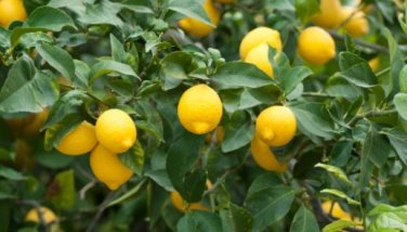 Bonsai Yellow Green Lemon Tree 30 PCS Seeds