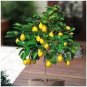 Bonsai Yellow Green Lemon Tree 30 PCS Seeds