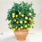 Bonsai Yellow Green Lemon Tree 30 PCS Seeds