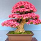 Bonsai Rhododendron Flower Easy to Grow Azalea Bonsai Family & Garden Flower 100 PCS Seeds