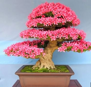 Bonsai Rhododendron Flower Easy to Grow Azalea Bonsai Family & Garden Flower 100 PCS Seeds