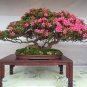 Bonsai Rhododendron Flower Easy to Grow Azalea Bonsai Family & Garden Flower 100 PCS Seeds