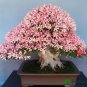Bonsai Rhododendron Flower Easy to Grow Azalea Bonsai Family & Garden Flower 100 PCS Seeds