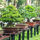 BonsaiCourtyard DIY Fun Fruit and Vegetable Planting Bonsai 200 PCS Seeds BonsaiCourtyard DIY Fun Fruit and Vegetable Planting Bonsai 200 PCS Seeds