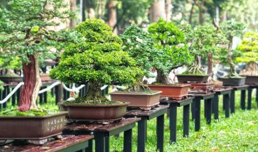 BonsaiCourtyard DIY Fun Fruit and Vegetable Planting Bonsai 200 PCS Seeds