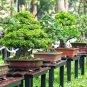 BonsaiCourtyard DIY Fun Fruit and Vegetable Planting Bonsai 200 PCS Seeds