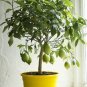 BonsaiCourtyard DIY Fun Fruit and Vegetable Planting Bonsai 200 PCS Seeds