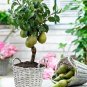 BonsaiCourtyard DIY Fun Fruit and Vegetable Planting Bonsai 200 PCS Seeds