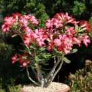 Border Gem' Adenium Obesum Indoor Bonsai Flower 2 PCS Seeds Border Gem' Adenium Obesum Indoor Bonsai Flower 2 PCS Seeds