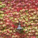 Boston Ivy Outdoor Creepers Plant 100 PCS Seeds Boston Ivy Outdoor Creepers Plant 100 PCS Seeds