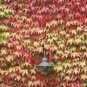 Boston Ivy Outdoor Creepers Plant 100 PCS Seeds