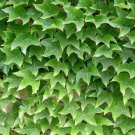 Boston Ivy Plants Rare and Original Japanese Creeper Plants 1000 PCS Seeds Boston Ivy Plants Rare and Original Japanese Creeper Plants 1000 PCS Seeds
