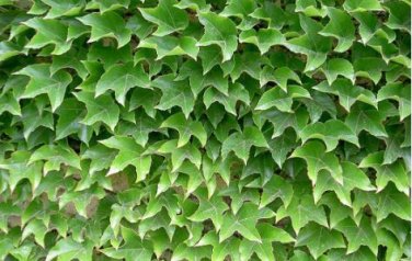 Boston Ivy Plants Rare and Original Japanese Creeper Plants 1000 PCS Seeds