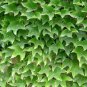 Boston Ivy Plants Rare and Original Japanese Creeper Plants 1000 PCS Seeds