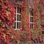 Boston Ivy Plants Rare and Original Japanese Creeper Plants 1000 PCS Seeds