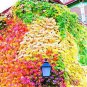 Boston Ivy Plants Rare and Original Japanese Creeper Plants 1000 PCS Seeds