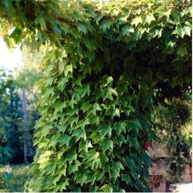 Boston Ivy Seeds Parthenocissus Tricuspidata Veitchii Vine 50 PCS Seeds