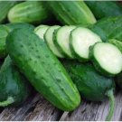 Boston Pickling Cucumber 5 PCS Seeds