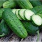 Boston Pickling Cucumber 5 PCS Seeds