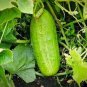 Boston Pickling Cucumber 5 PCS Seeds