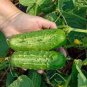 Boston Pickling Cucumber 5 PCS Seeds