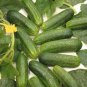 Boston Pickling Cucumber 5 PCS Seeds