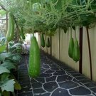 Bottle Gourd Seeds NAM Tao Yao (Asian Vegetable) 100 PCS Seeds Bottle Gourd Seeds NAM Tao Yao (Asian Vegetable) 100 PCS Seeds