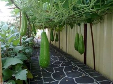 Bottle Gourd Seeds NAM Tao Yao (Asian Vegetable) 100 PCS Seeds