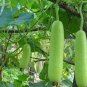 Bottle Gourd Seeds NAM Tao Yao (Asian Vegetable) 100 PCS Seeds