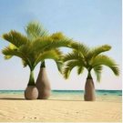 Bottle Palm 20 PCS Seeds