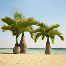 Bottle Palm 20 PCS Seeds