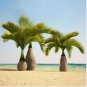 Bottle Palm 20 PCS Seeds