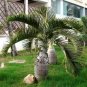 Bottle Palm 20 PCS Seeds