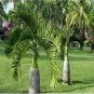 Bottle Palm 20 PCS Seeds