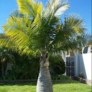 Bottle Palm Blue Color 20 PCS Seeds