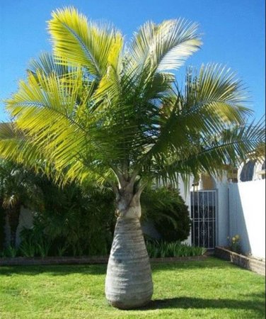 Bottle Palm Blue Color 20 PCS Seeds