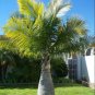 Bottle Palm Blue Color 20 PCS Seeds