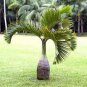 Bottle Palm Blue Color 20 PCS Seeds