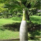 Bottle palm tree Seeds Exotic Plants Bonsai tree Tropical Ornamental flower 10 PCS Seeds Bottle palm tree Seeds Exotic Plants Bonsai tree Tropical Ornamental flower 10 PCS Seeds