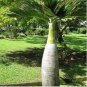 Bottle palm tree Seeds Exotic Plants Bonsai tree Tropical Ornamental flower 10 PCS Seeds