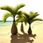 Bottle palm tree Seeds Exotic Plants Bonsai tree Tropical Ornamental flower 10 PCS Seeds