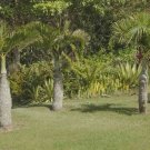 Bottle Palm Flores Exotic Plants Tree Home Garden Balcony 10 PCS Seeds