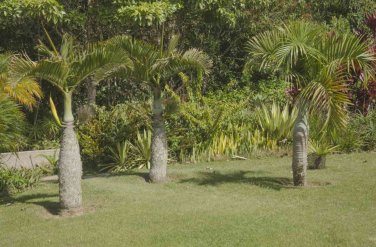 Bottle Palm Flores Exotic Plants Tree Home Garden Balcony 10 PCS Seeds