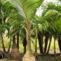 Bottle Palm Flores Exotic Plants Tree Home Garden Balcony 10 PCS Seeds