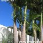 Bottle Palm Flores Exotic Plants Tree Home Garden Balcony 10 PCS Seeds