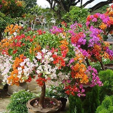Bougainvillea 50 PCS Seeds