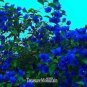 Bougainvillea 50 PCS Seeds