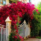 Bougainvillea Plant Seeds Fresh Fire Red Color 10 PCS Seeds Bougainvillea Plant Seeds Fresh Fire Red Color 10 PCS Seeds